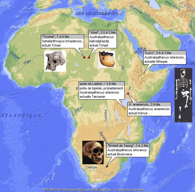 localisation fossiles afrique.jpg